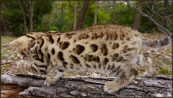 Bengal Cheetahsden Bengal Charl0wks4