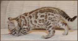 Cheetahsden Layla