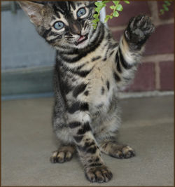 Cheetahsden Bengal Rowdy