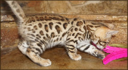 Bengal Cheetahsden Bengal Theo