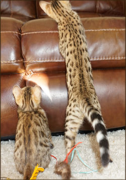 Bengal Cheetahsden Bengal Tao