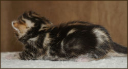 Bengal Cheetahsden Bengal Luna