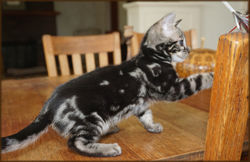 Cheetahsden Bengal Milo