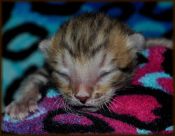 Cheetahsden Teriyaki