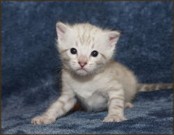 Cheetahsden Savannah