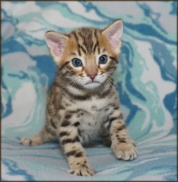 Cheetahsden Chester Cheeto