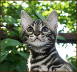 Cheetahsden Bengal Milo