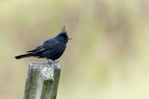 Crested Black Tyrant