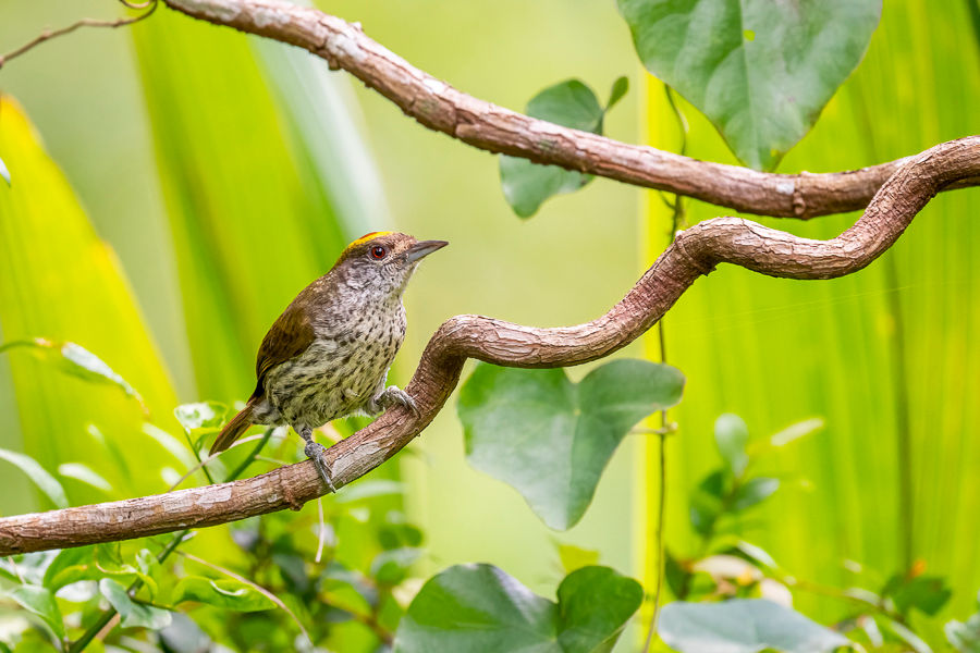 Antillean Piculet