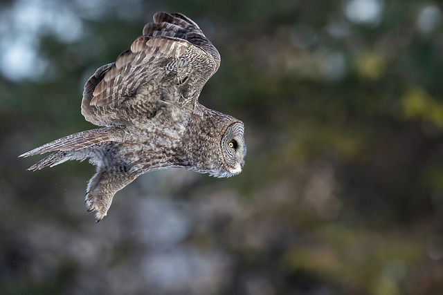 Great Gray Owl