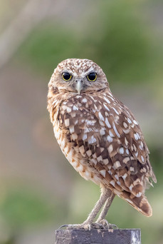 Burrowing Owl