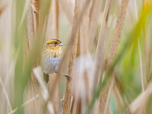 Sparrow Season!