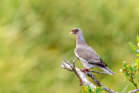 Bare-eyed Pigeon