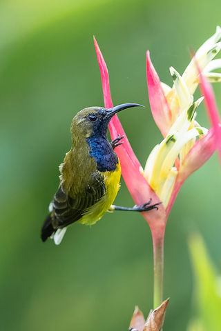 Ornate Sunbird