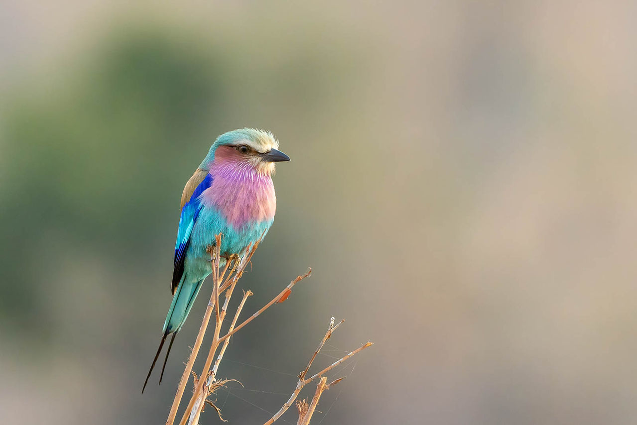 Lilac-breasted Roller