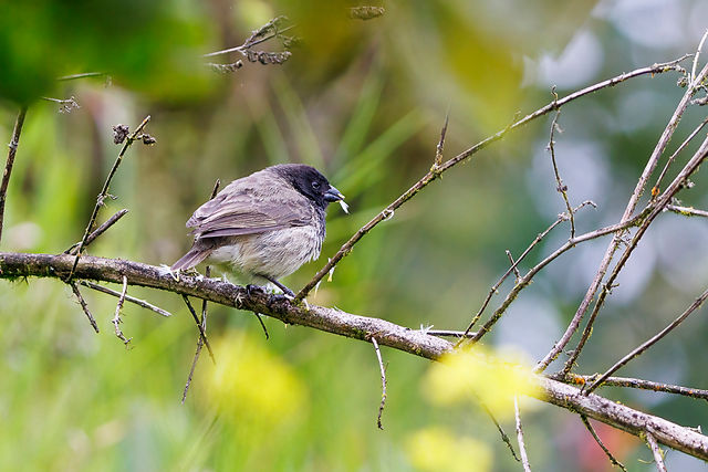 Small Tree-Finch