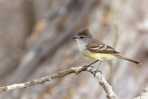 Northern Scrub Flycatcher
