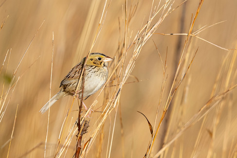 Henslow's Sparrow