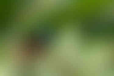 Chestnut-bellied Euphonia