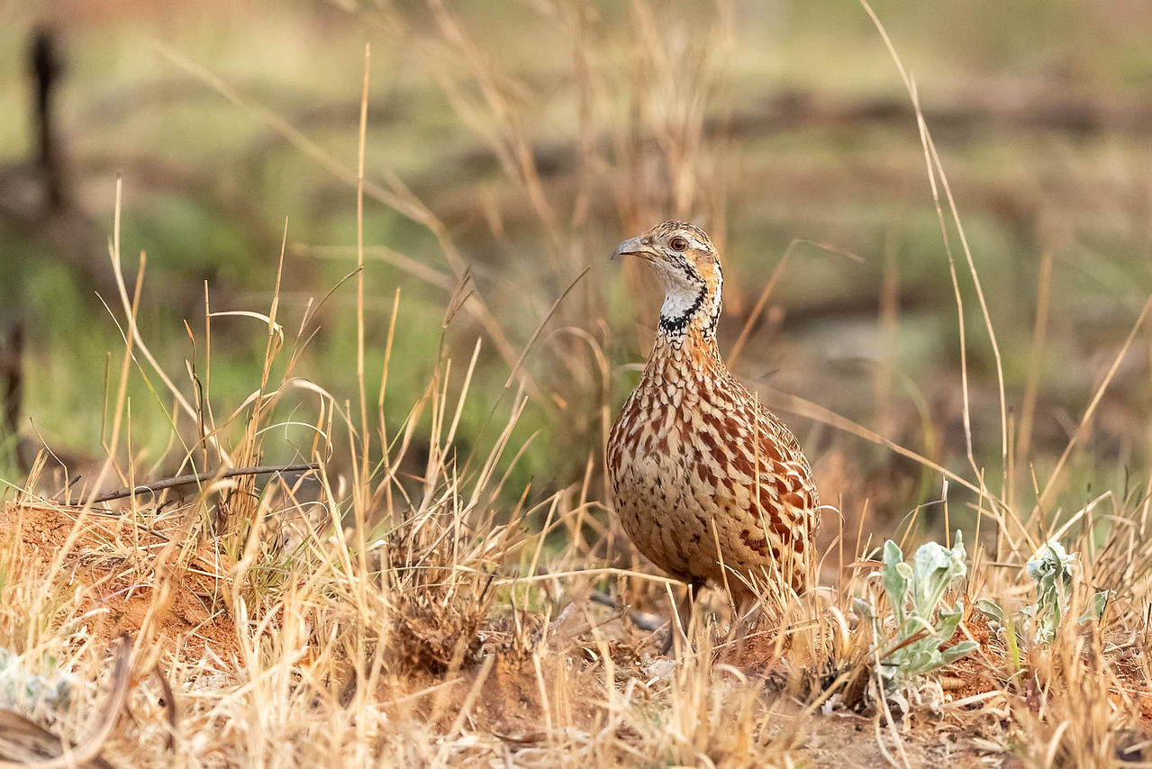 Orange River Francolin