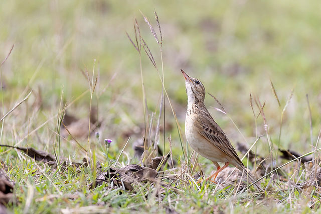 Paddyfield Pipit