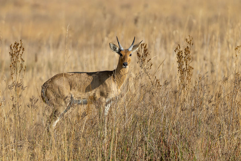Common Reedbuck