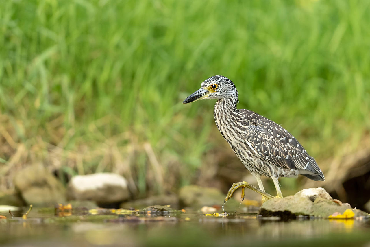 Yellow-crowned Night-Heron