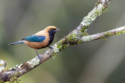 Burnished-buff Tanager
