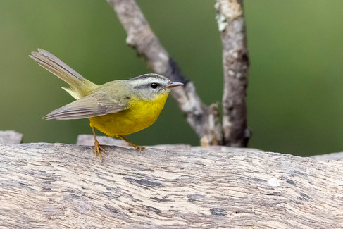 Golden-crowned Warbler