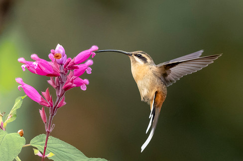 Planalto Hermit