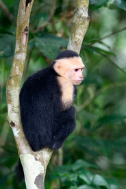 White-faced Capuchin