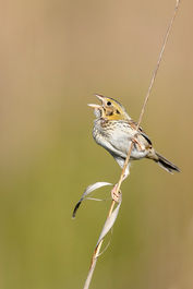 Henslow's Sparrow