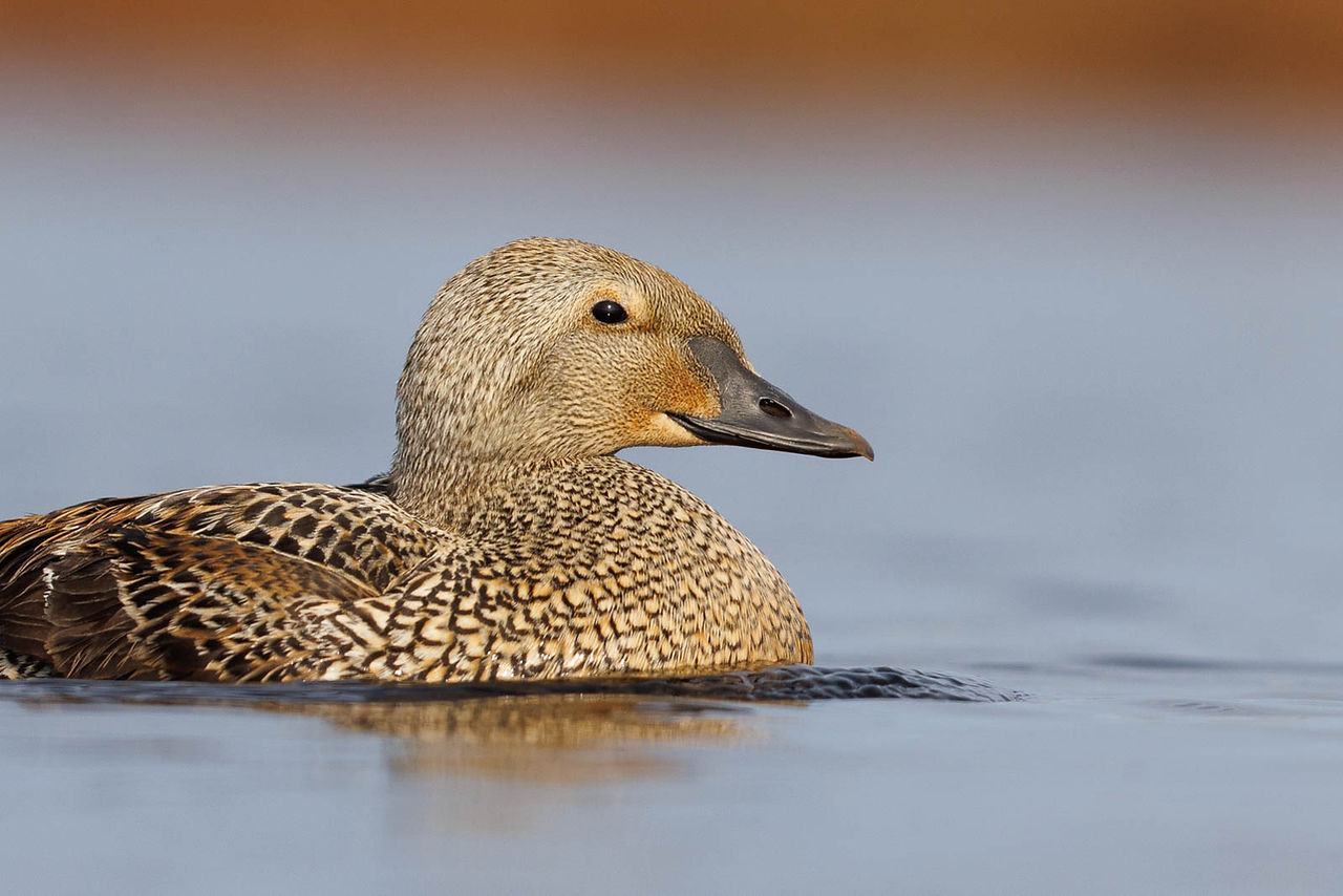King Eider
