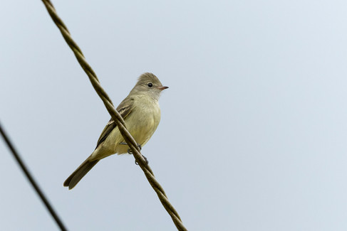 Yellow-bellied Elaenia