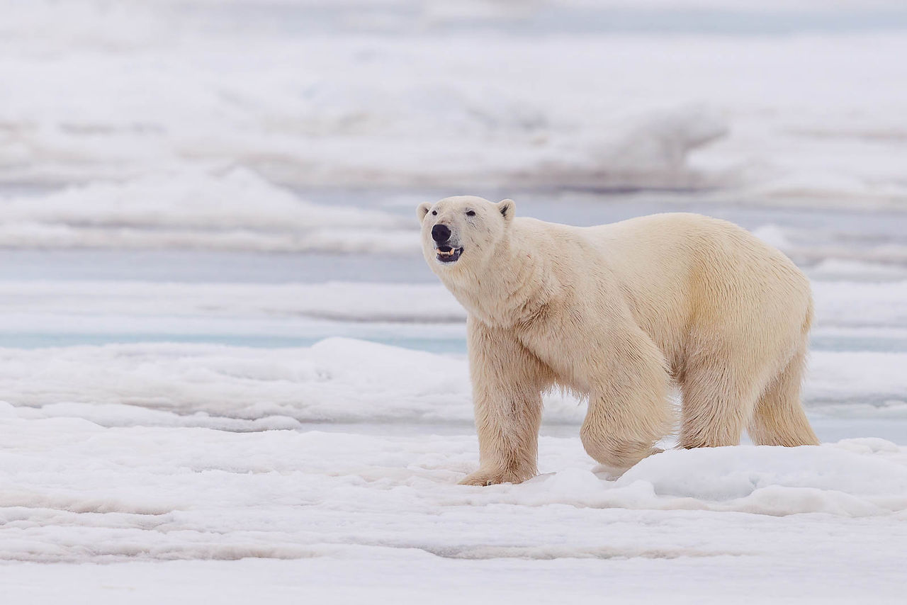 Polar Bear