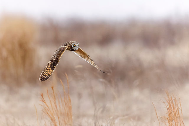 Short-eared Owl