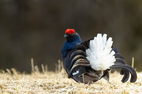 Black Grouse