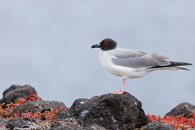 Swallow-tailed Gull