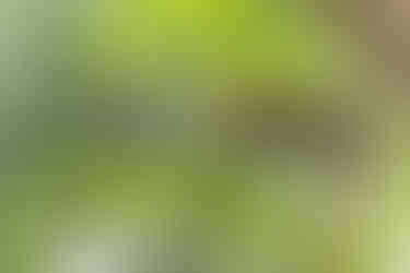 Common Squirrel Cuckoo