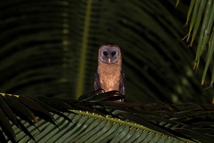 Ashy-faced Owl