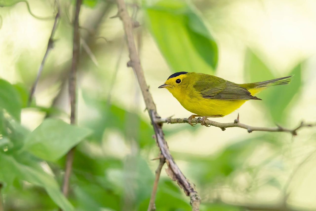 Wilson's Warbler