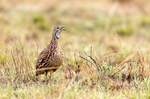 Orange River Francolin