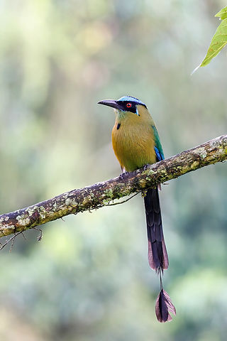 Andean Motmot