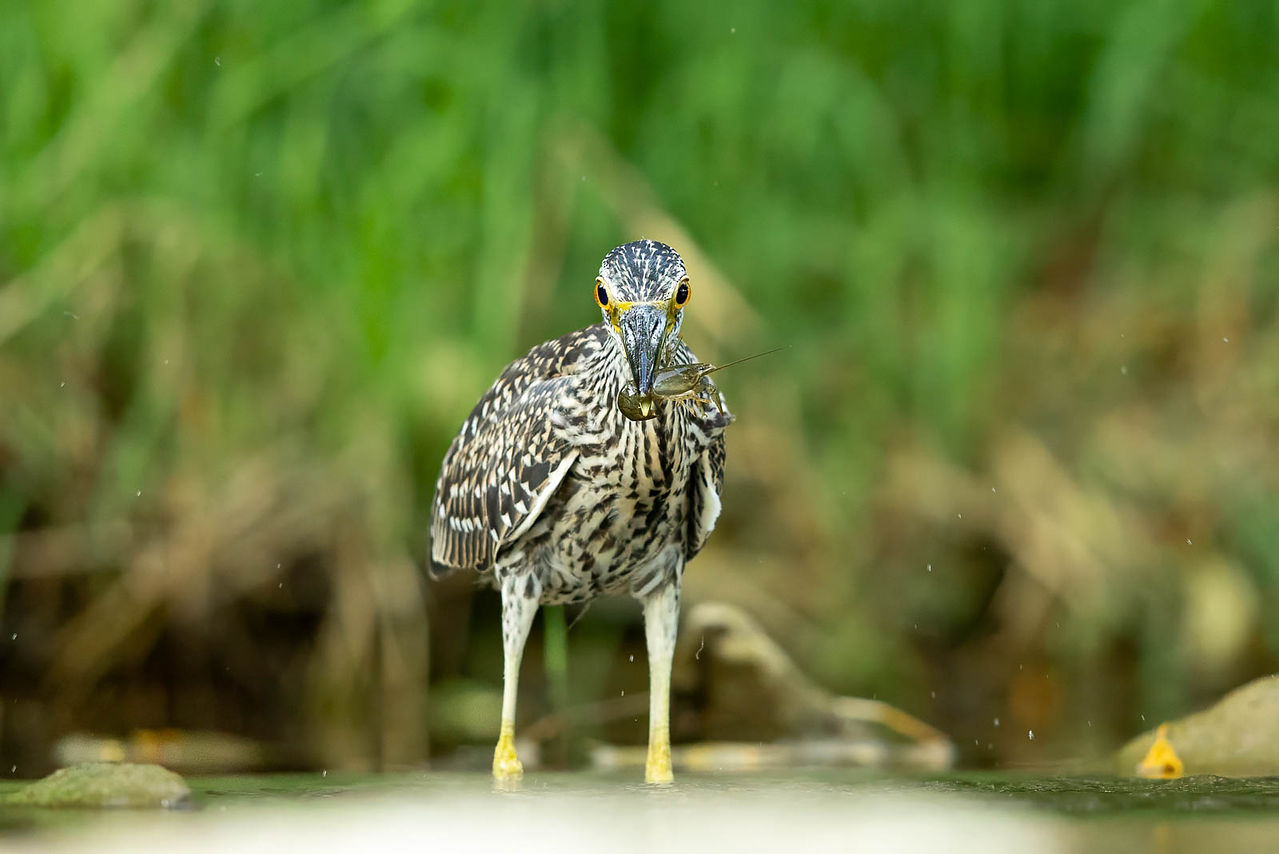 Yellow-crowned Night-Heron