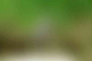 Yellow-crowned Night-Heron