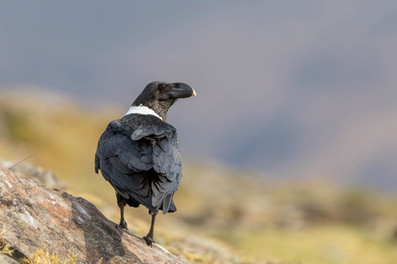 White-necked Raven