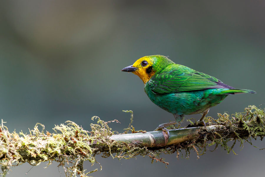 Multicolored Tanager