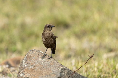 Sentinel Rock Thrush