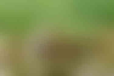 Yellow-crowned Night-Heron