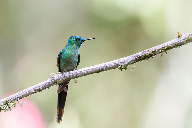 Long-tailed Sylph